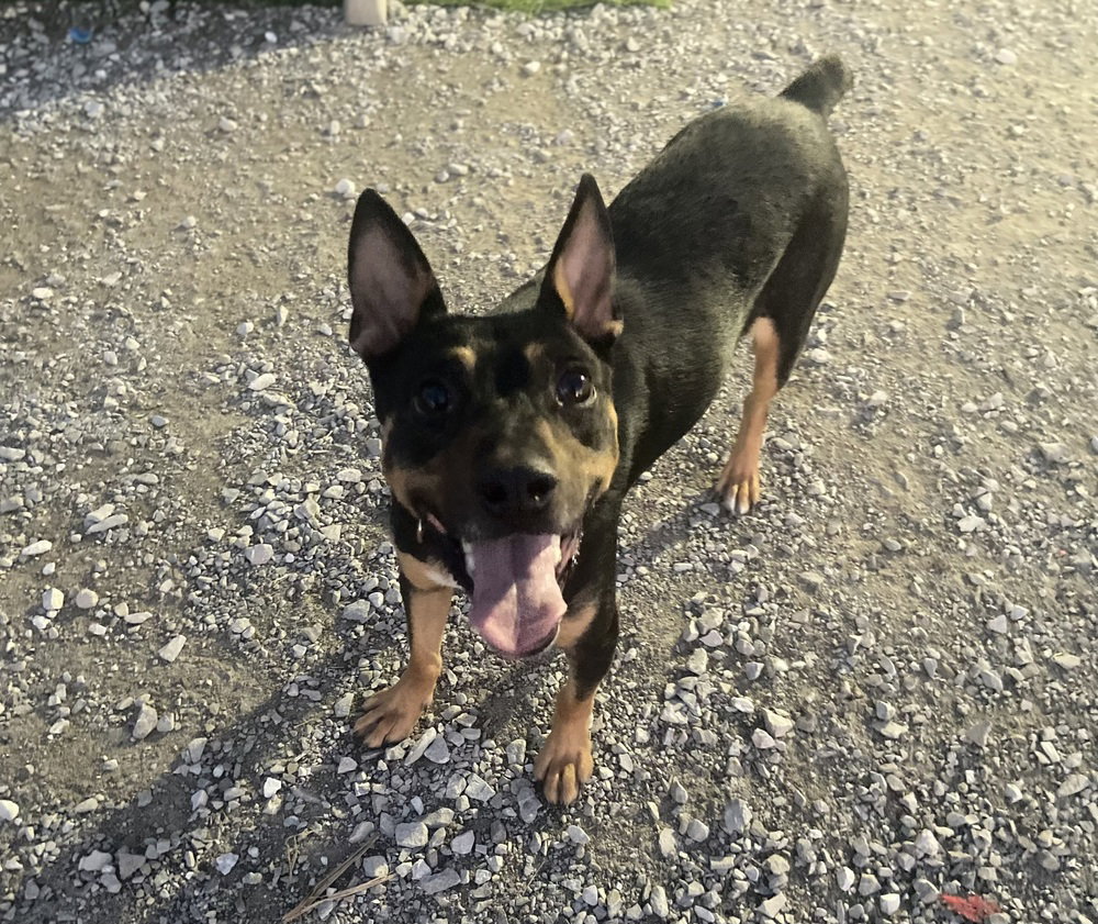 Alfie Image