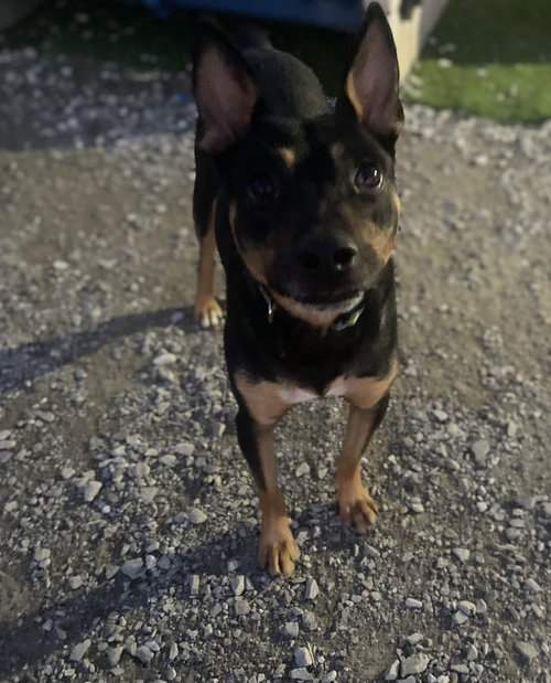 ALFIE - Cattle Dog available for adoption