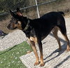 Alfie - Photo 3