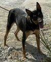 Alfie - Photo 4