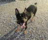 Alfie - Photo 1