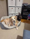 Alfie - Photo 2