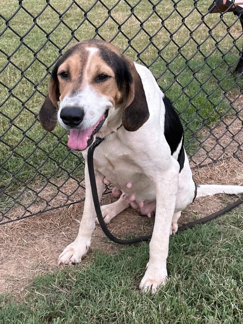 CINDY LOU - Coonhound available for adoption