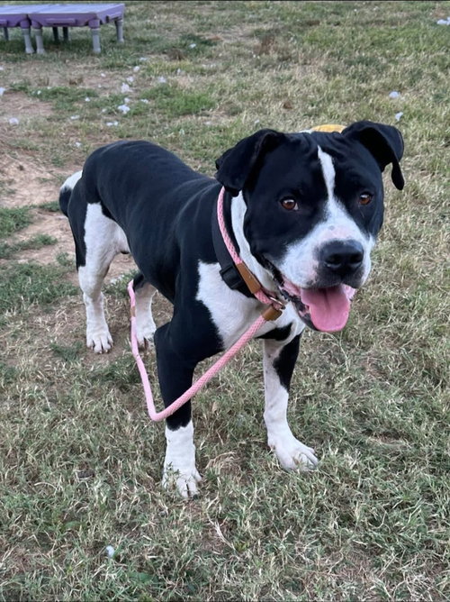 picture of the dog needing adoption