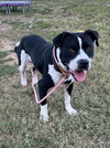 Gunner "Sampson" - Photo 2