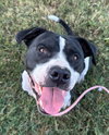Gunner "Sampson" - Photo 3
