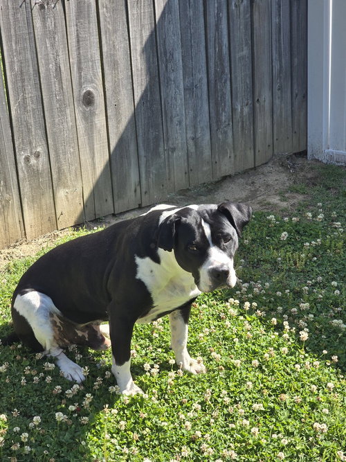 Gunner "Sampson", an adoptable Pit Bull Terrier in Evansville, IN