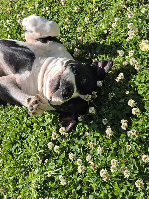 GUNNER "SAMPSON" - Pit Bull Terrier available for adoption