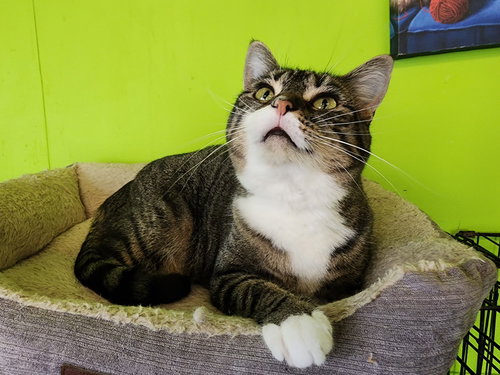 NATALIE - Domestic Short Hair available for adoption
