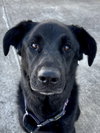 Roxie - Photo 1