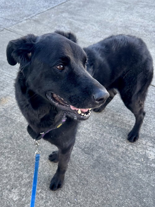 ROXIE - Newfoundland Dog / German Shepherd Dog available for adoption