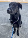 Roxie - Photo 3
