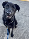 Roxie - Photo 4