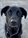 Roxie - Photo 1