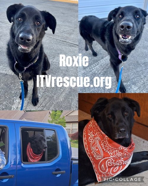 Roxie, photo 2