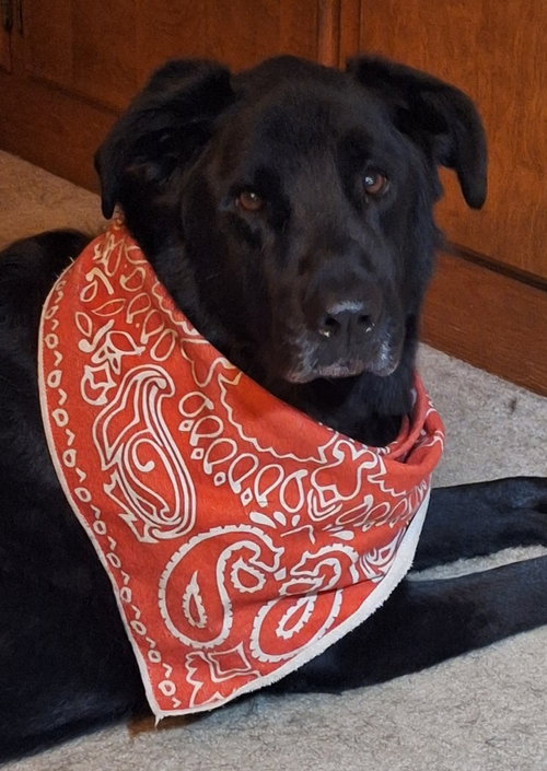 Roxie, photo 3