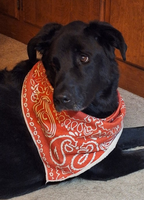 Roxie, photo 4