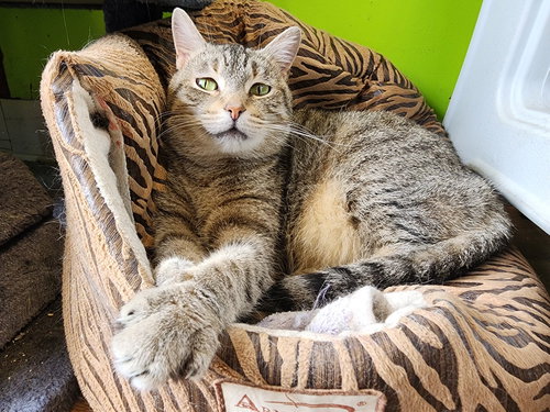 KENDRA - Domestic Short Hair available for adoption