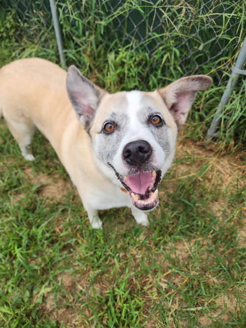 picture of the dog needing adoption