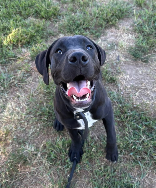 KRAMER - Labrador Retriever / Pit Bull Terrier available for adoption