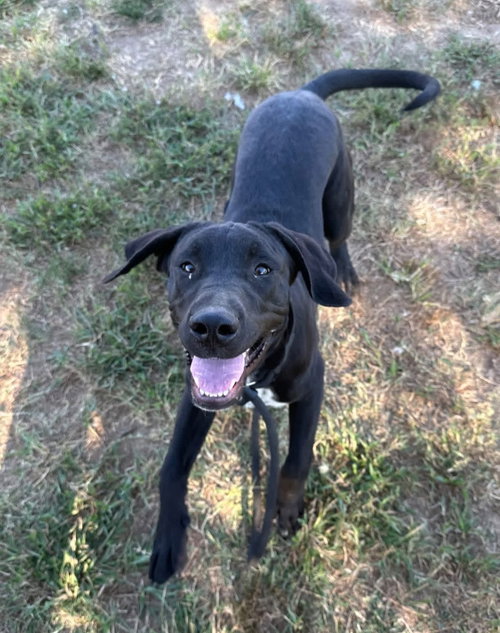 KRAMER - Labrador Retriever / Pit Bull Terrier available for adoption