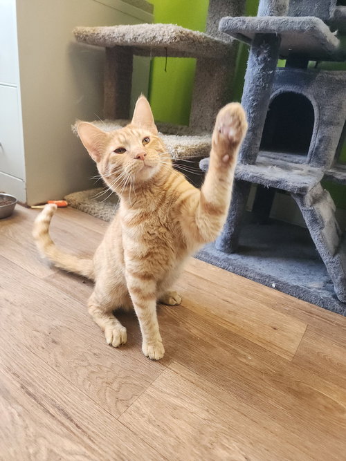 TAKI - Domestic Short Hair available for adoption