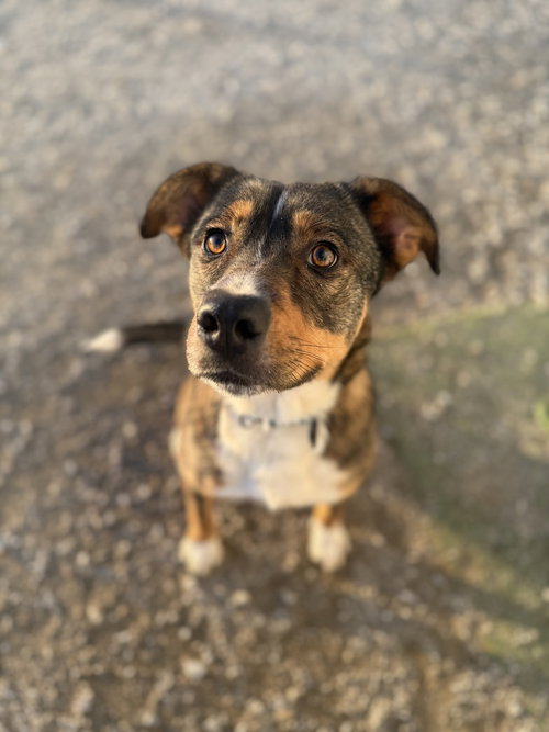 NAOMI - Catahoula Leopard Dog available for adoption