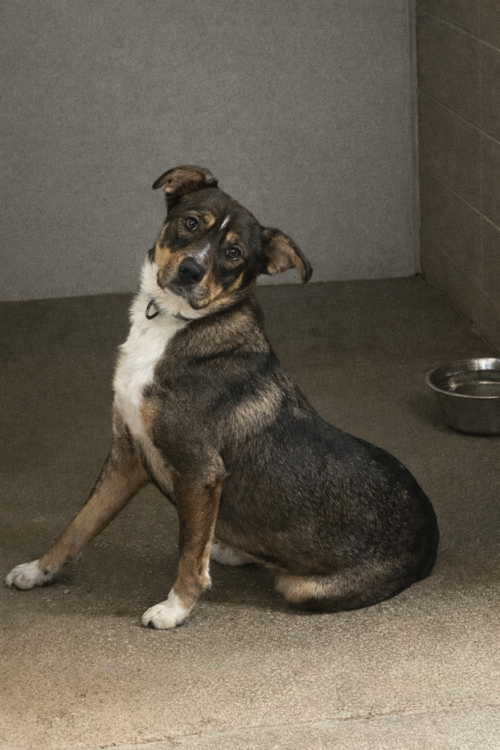 NAOMI - Catahoula Leopard Dog available for adoption