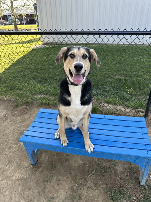 GOOFY - Hound available for adoption