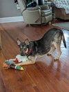Winnie the Pooh - Photo 1