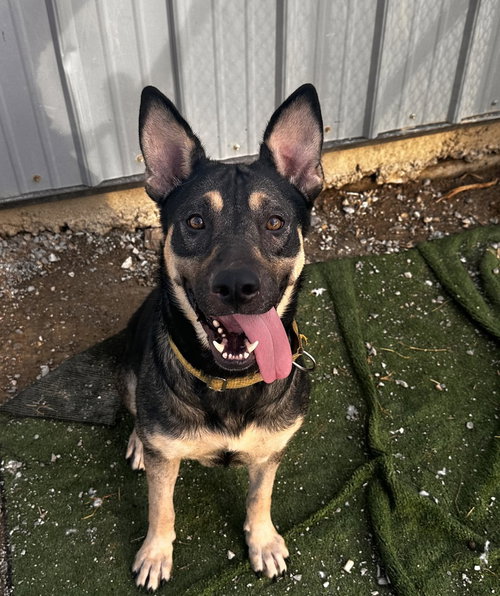 WINNIE THE POOH - German Shepherd Dog / Terrier available for adoption