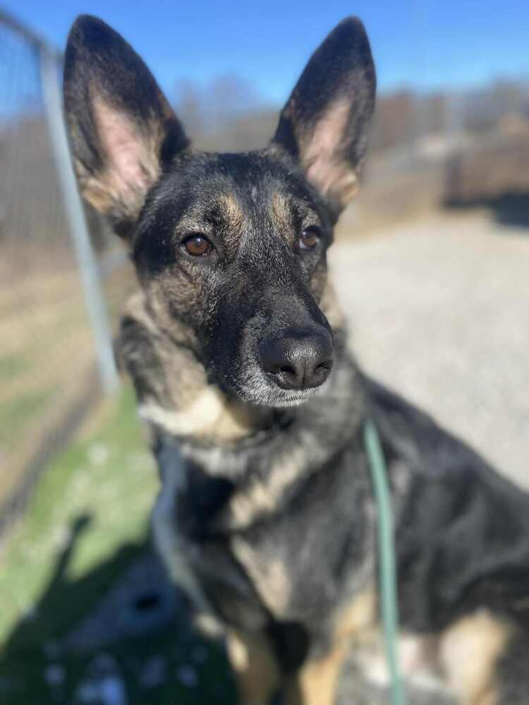 Cass Image