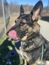 Cass - Photo 2