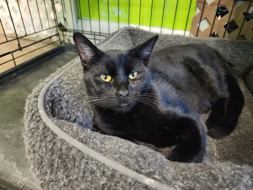 ERAWAN - American Shorthair available for adoption