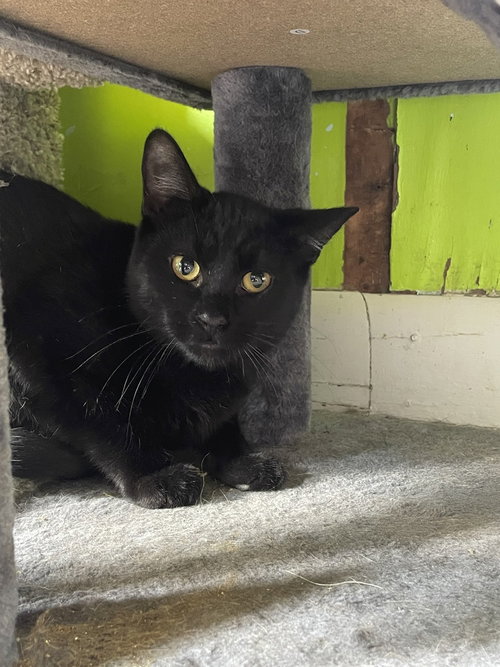 ERAWAN - American Shorthair available for adoption