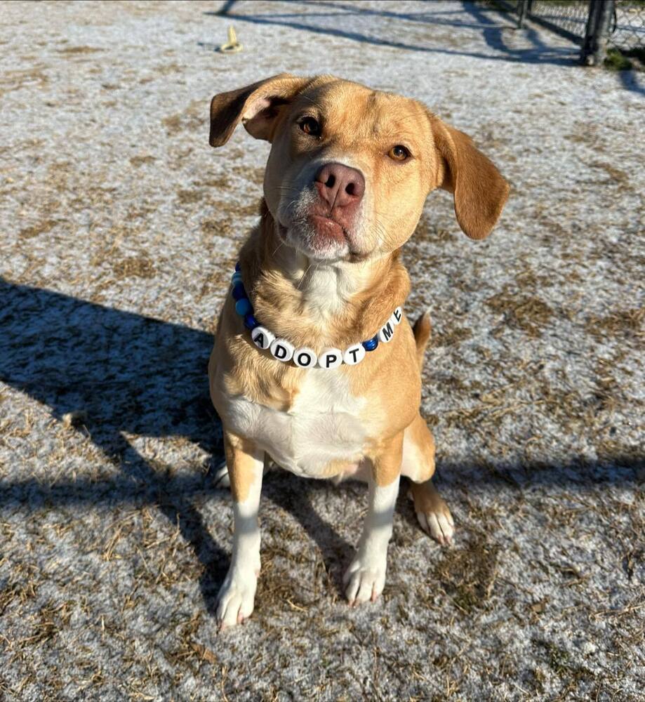 Dexter Image