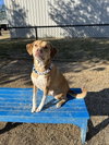 Dexter - Photo 3