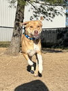 Dexter - Photo 4