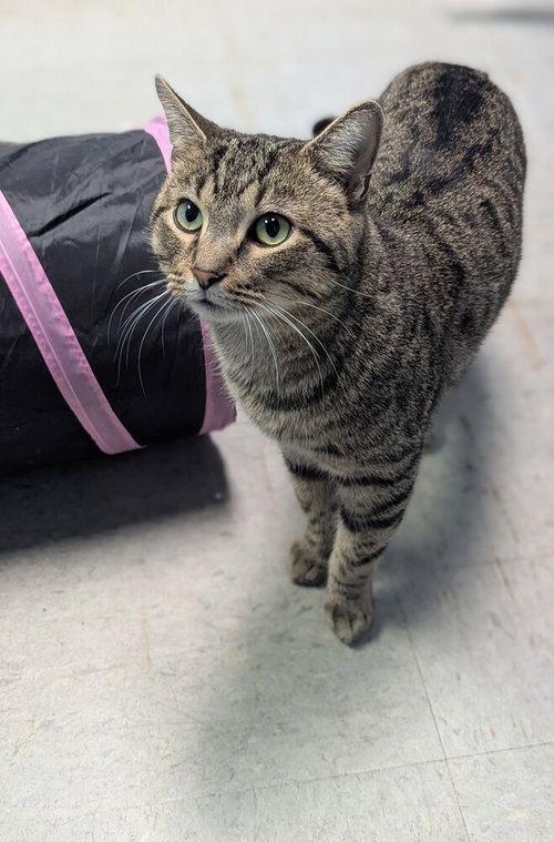 GRIZZLY - Domestic Short Hair available for adoption