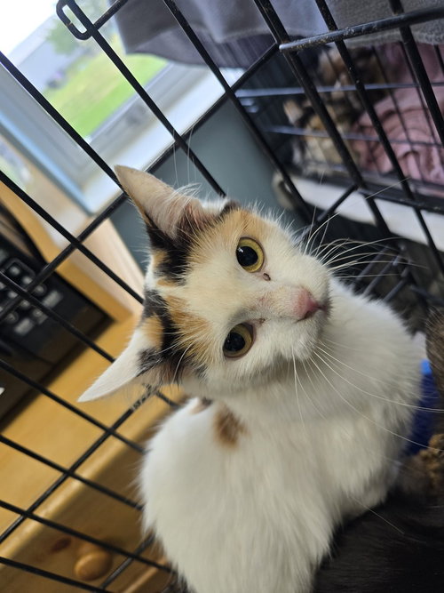 UGANDA - Domestic Short Hair available for adoption