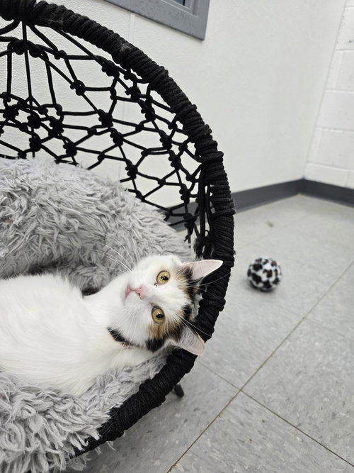 Uganda, Adult Domestic Short Hair (long coat), cat for adoption in Owensboro, Kentucky