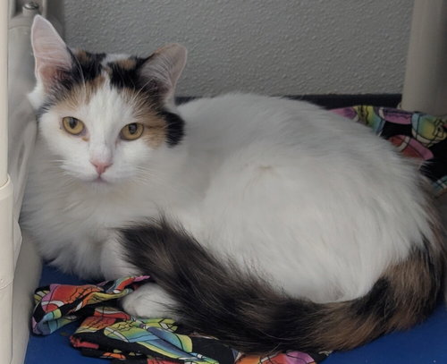 Uganda, an adoptable Domestic Short Hair in Evansville, IN