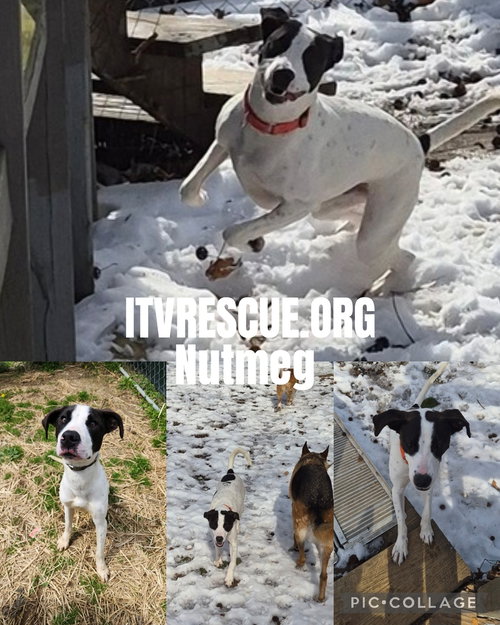 NUTMEG - Labrador Retriever available for adoption