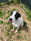 Nutmeg - Photo 4