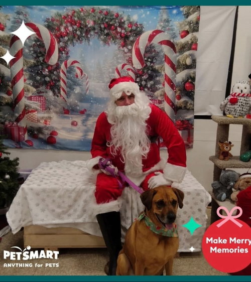 ROSIE - German Shepherd Dog / Black Mouth Cur available for adoption