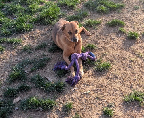 ROSIE - German Shepherd Dog / Black Mouth Cur available for adoption