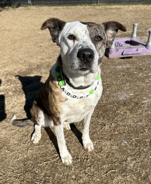 GRACE - Pit Bull Terrier available for adoption