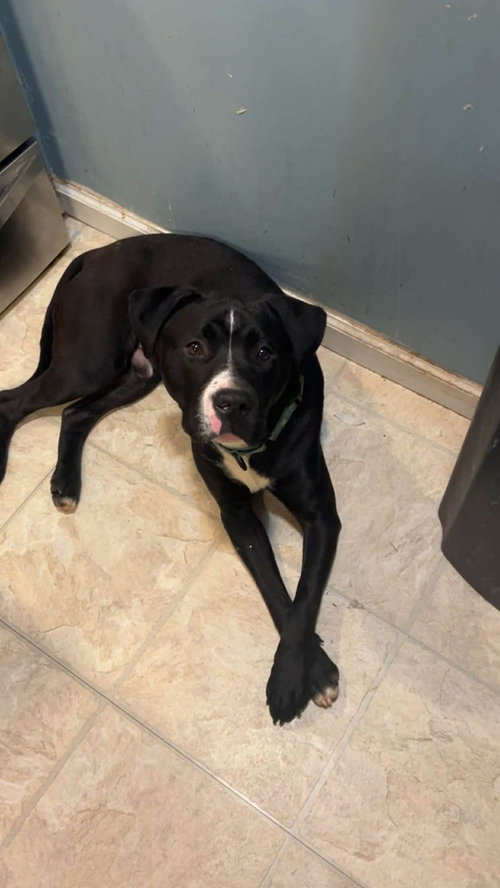 CASH - Pit Bull Terrier available for adoption