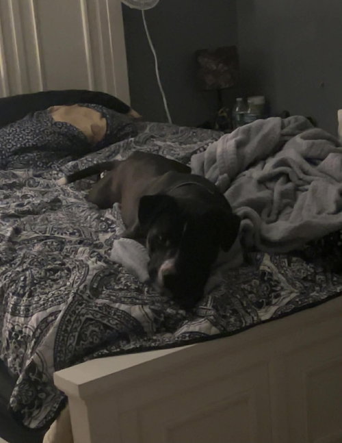 CASH - Pit Bull Terrier available for adoption