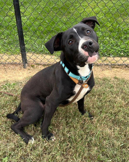 CASH - Pit Bull Terrier available for adoption